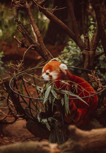 red panda, animal Wallpaper 1640x2360