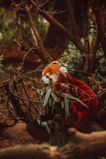 red panda, animal Wallpaper 640x960