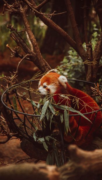 red panda, animal Wallpaper 640x1136