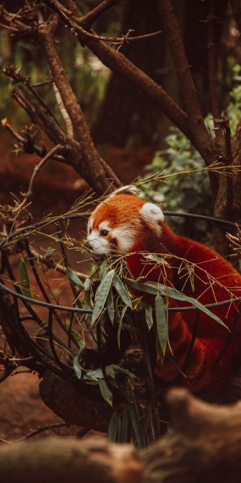 red panda, animal Wallpaper 720x1440