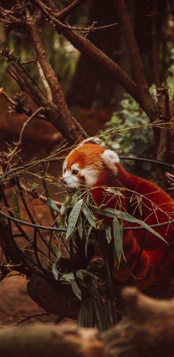 red panda, animal Wallpaper 1440x2960