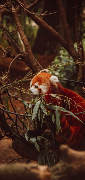red panda, animal Wallpaper 720x1520