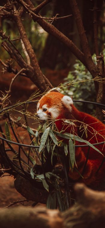 red panda, animal Wallpaper 828x1792