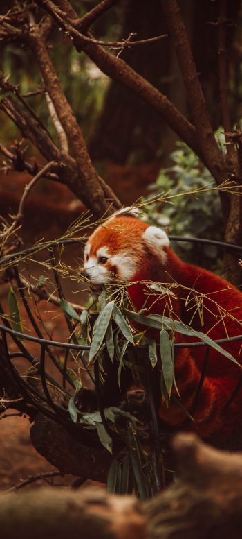 red panda, animal Wallpaper 1440x3200