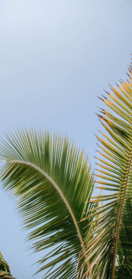 Kailua, USA, palm tree Wallpaper 720x1520