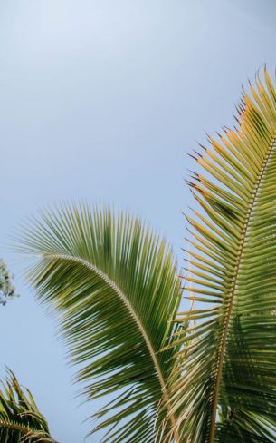 Kailua, USA, palm tree Wallpaper 800x1280