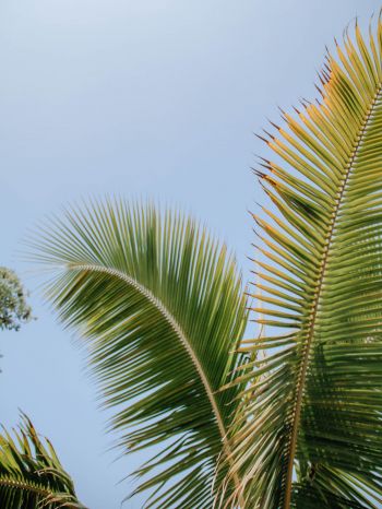 Kailua, USA, palm tree Wallpaper 1620x2160