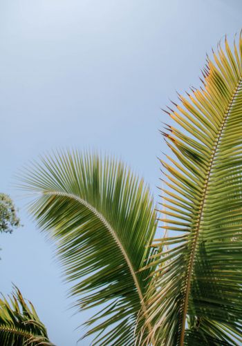 Kailua, USA, palm tree Wallpaper 1668x2388