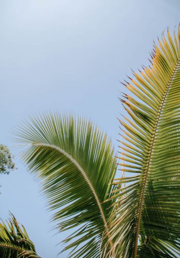 Kailua, USA, palm tree Wallpaper 1640x2360