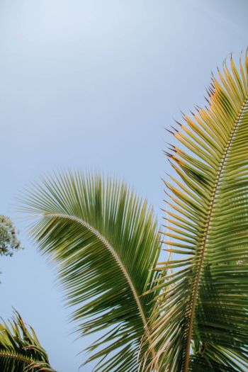 Kailua, USA, palm tree Wallpaper 640x960