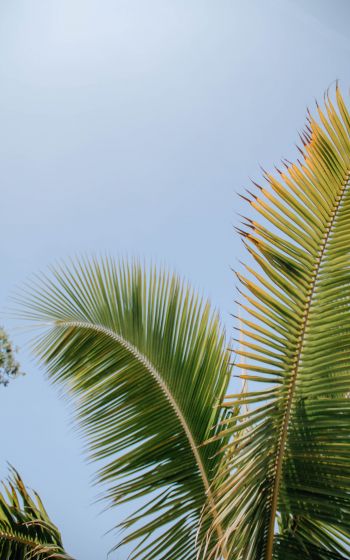 Kailua, USA, palm tree Wallpaper 800x1280