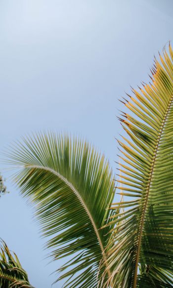 Kailua, USA, palm tree Wallpaper 1200x2000
