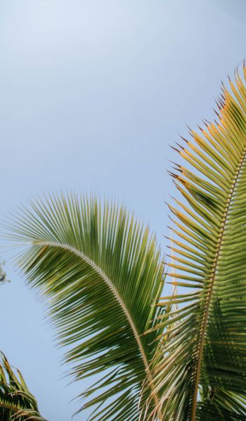 Kailua, USA, palm tree Wallpaper 600x1024