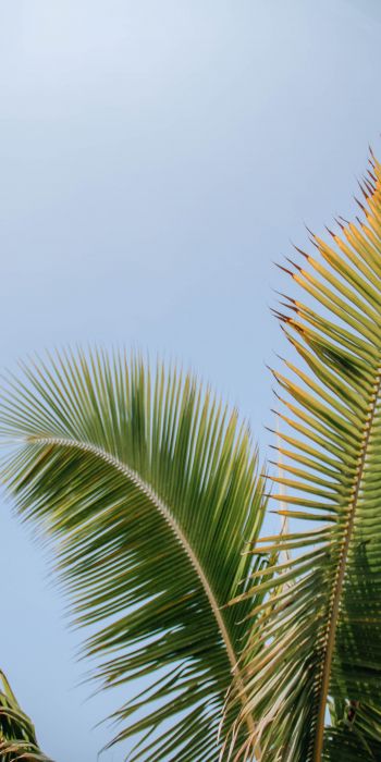 Kailua, USA, palm tree Wallpaper 720x1440