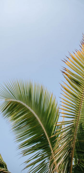 Kailua, USA, palm tree Wallpaper 1080x2220
