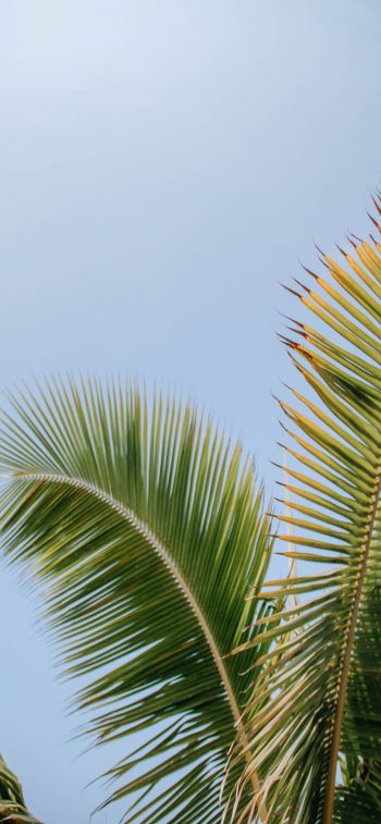Kailua, USA, palm tree Wallpaper 828x1792
