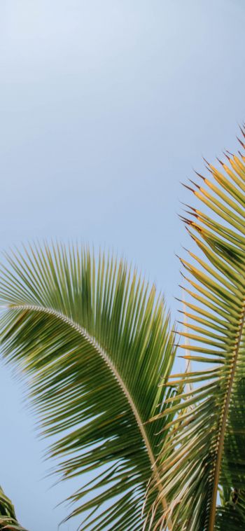 Kailua, USA, palm tree Wallpaper 1080x2340