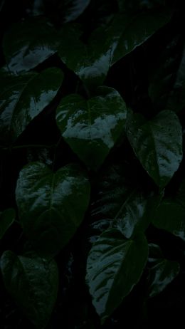 plant, green leaves Wallpaper 1080x1920