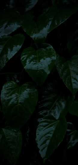 Обои 1080x2280 растение, зеленые листья