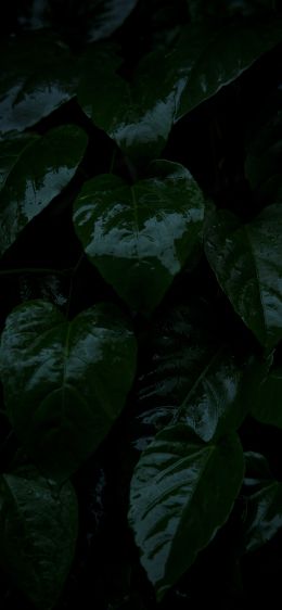 plant, green leaves Wallpaper 1125x2436