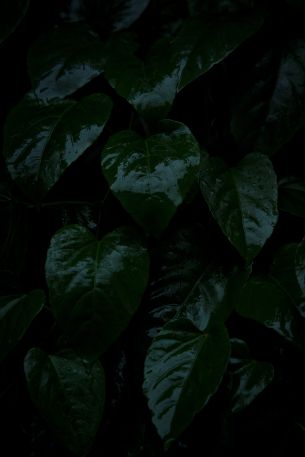 plant, green leaves Wallpaper 4000x6000