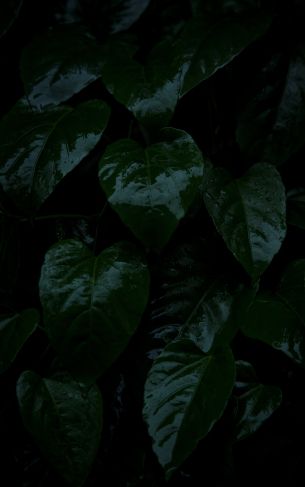 plant, green leaves Wallpaper 1752x2800