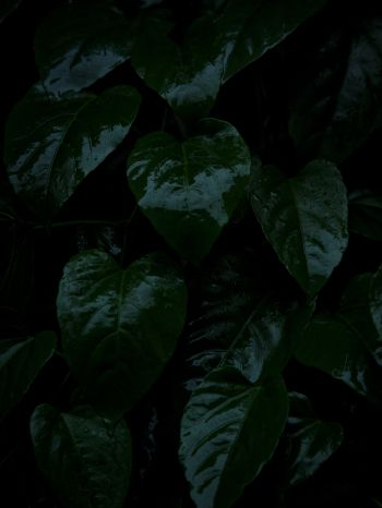 plant, green leaves Wallpaper 1668x2224