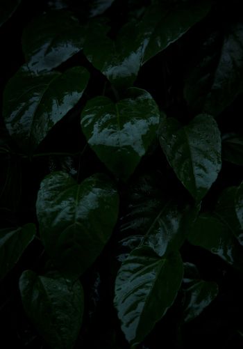 plant, green leaves Wallpaper 1668x2388