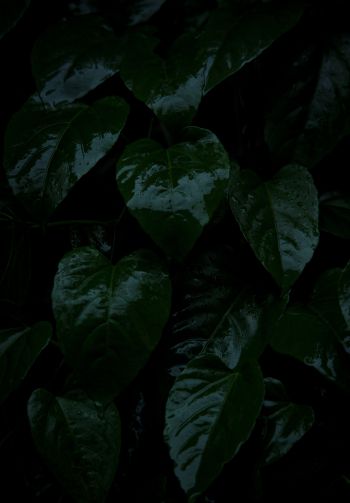 plant, green leaves Wallpaper 1640x2360