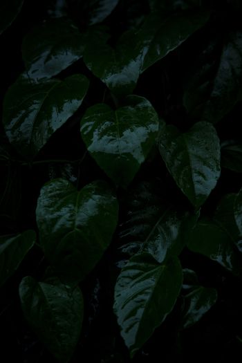 plant, green leaves Wallpaper 640x960