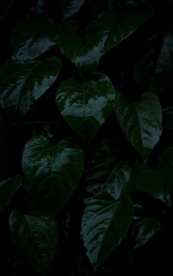plant, green leaves Wallpaper 1752x2800