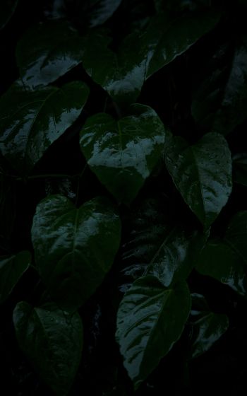 plant, green leaves Wallpaper 800x1280
