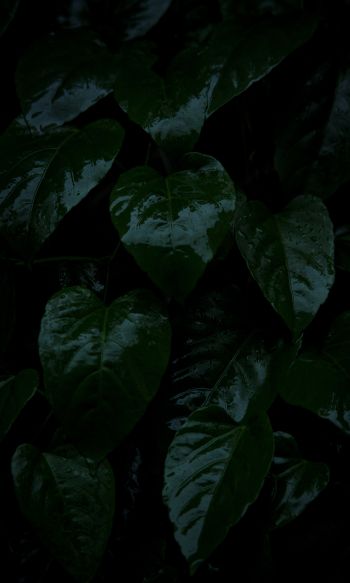 plant, green leaves Wallpaper 1200x2000