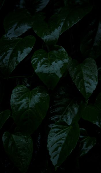plant, green leaves Wallpaper 600x1024