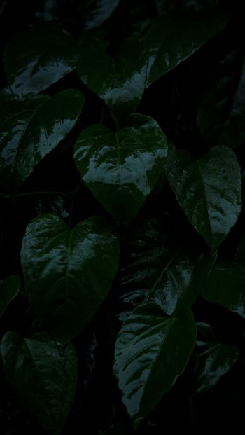 Обои 640x1136 растение, зеленые листья