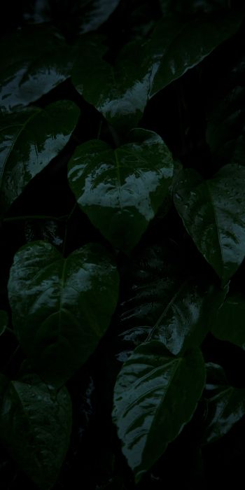 plant, green leaves Wallpaper 720x1440