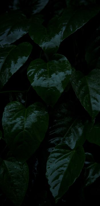 Обои 1080x2220 растение, зеленые листья