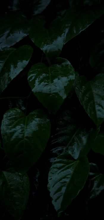 Обои 1080x2280 растение, зеленые листья
