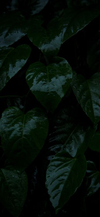 plant, green leaves Wallpaper 1125x2436