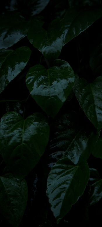 plant, green leaves Wallpaper 1080x2400