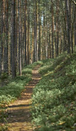 path in the forest, old forest Wallpaper 600x1024