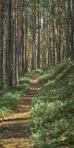 path in the forest, old forest Wallpaper 720x1440