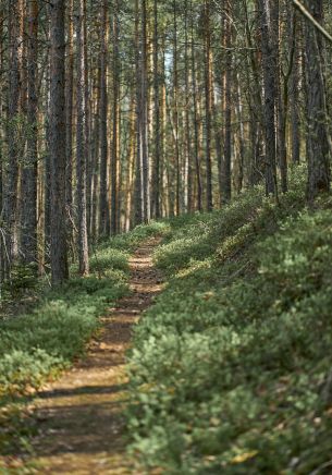 path in the forest, old forest Wallpaper 1668x2388