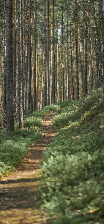 path in the forest, old forest Wallpaper 828x1792