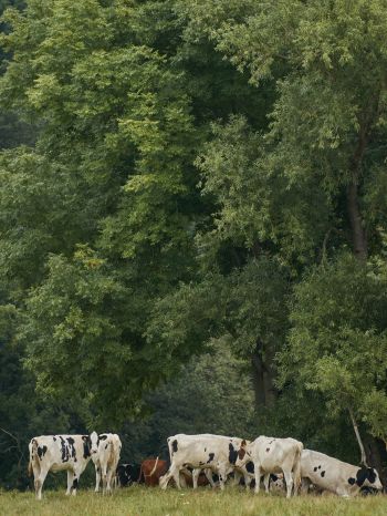 Thuringia, Germany, herd of cows Wallpaper 1668x2224