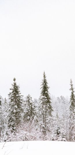 winter, winter forest Wallpaper 1440x2960