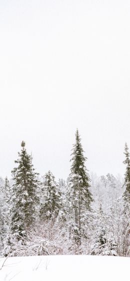 winter, winter forest Wallpaper 828x1792