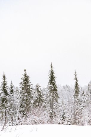 winter, winter forest Wallpaper 4160x6240