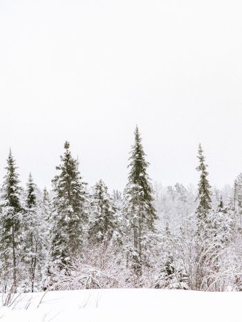 winter, winter forest Wallpaper 1668x2224