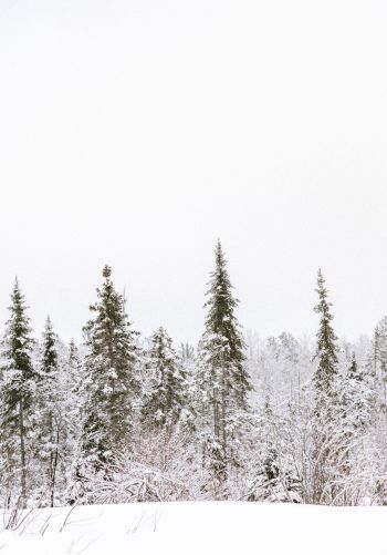 winter, winter forest Wallpaper 1668x2388